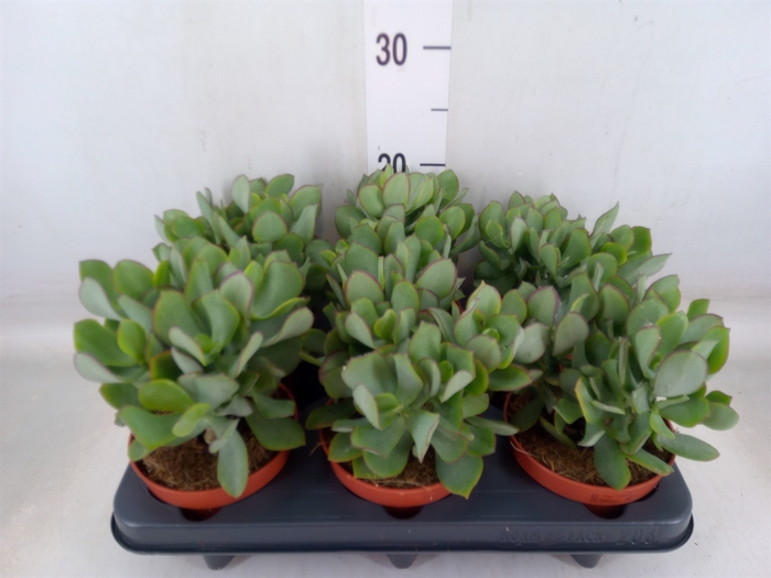 <h4>Crassula arborescens 'Petit Wave'</h4>