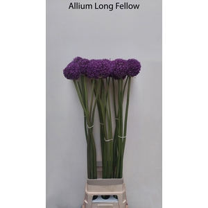 Allium Grootbloemig