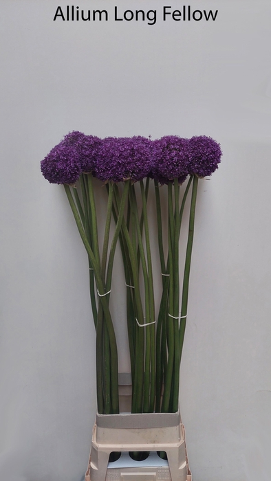 <h4>Allium Grootbloemig</h4>