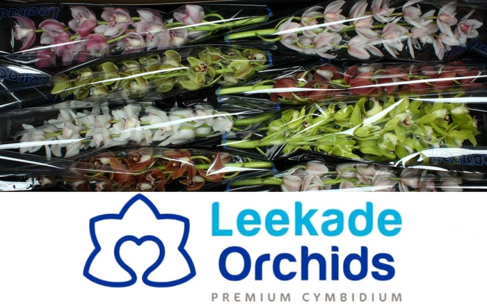 <h4>CYMB MI GEM</h4>