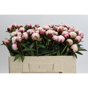 Paeonia Lact. Reine Hortense