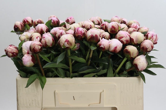 <h4>Paeonia Lact. Reine Hortense</h4>