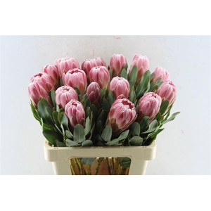 Protea Carnival