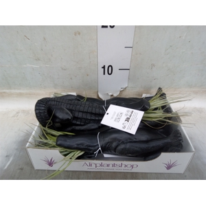 Tillandsia
