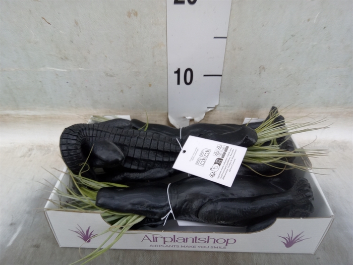 <h4>Tillandsia</h4>