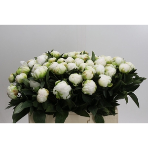 Paeonia Madame Claude Tain