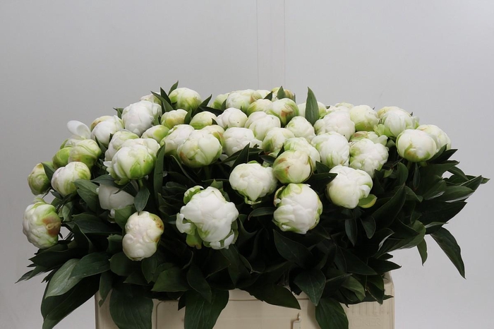 <h4>Paeonia Madame Claude Tain</h4>