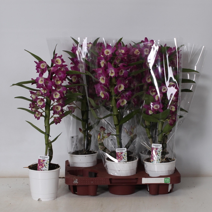 <h4>Dend Nobile</h4>