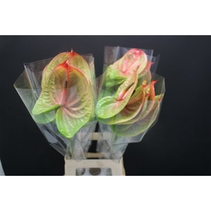 Anthurium Licosa