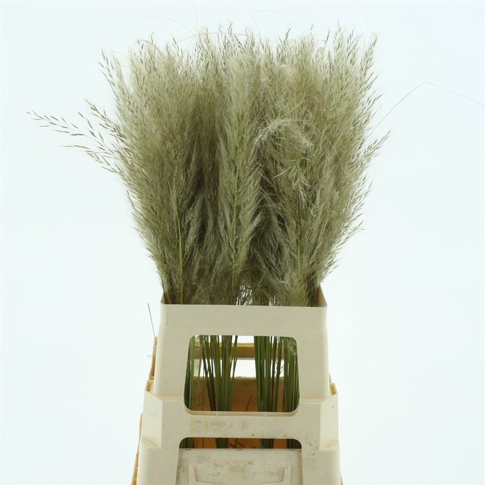 <h4>Corta Se Evita Mini Fresh!</h4>