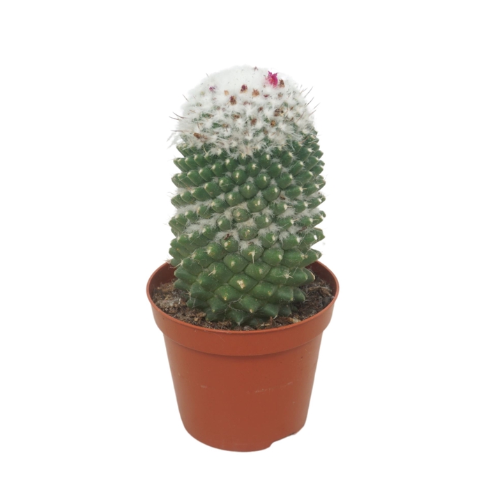 <h4>Mammillaria polythele 'Toluca'</h4>