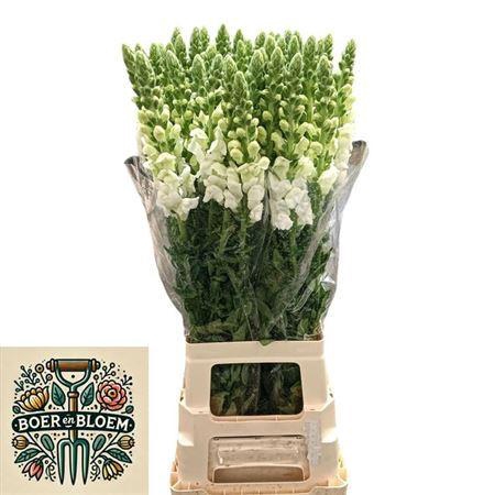 <h4>Antir Poto Earl Whit</h4>