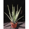 ALOE VERA BARBADENSIS