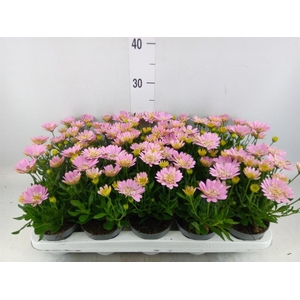 Osteospermum  '3D Pink'