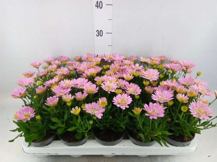 <h4>Osteospermum  '3D Pink'</h4>