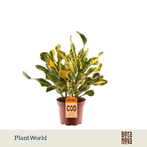 Codiaeum Codiaeum variegatum kleinb