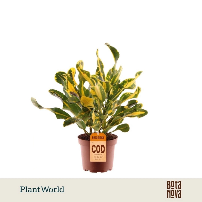 <h4>Codiaeum Codiaeum variegatum kleinb</h4>