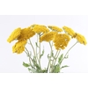 Achillea Coronation Gold Organic