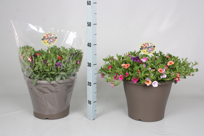 <h4>CALIB MINIF GEM POT</h4>