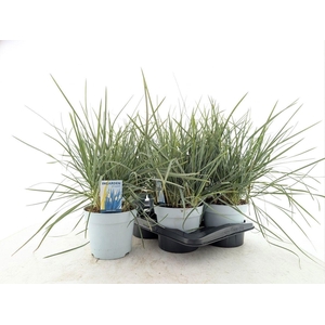 SESLERIA NITIDA