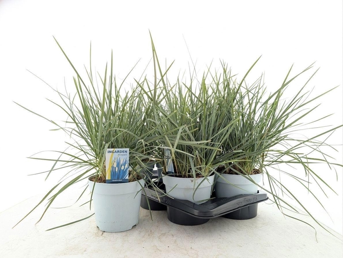 <h4>SESLERIA NITIDA</h4>