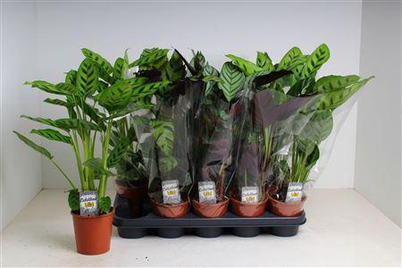 <h4>Calat Gem 5 Srt</h4>