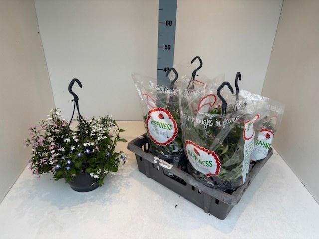 <h4>PERKPL MIXK</h4>