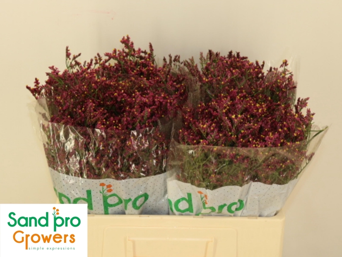 <h4>LIM SIN SCARLET DIA</h4>