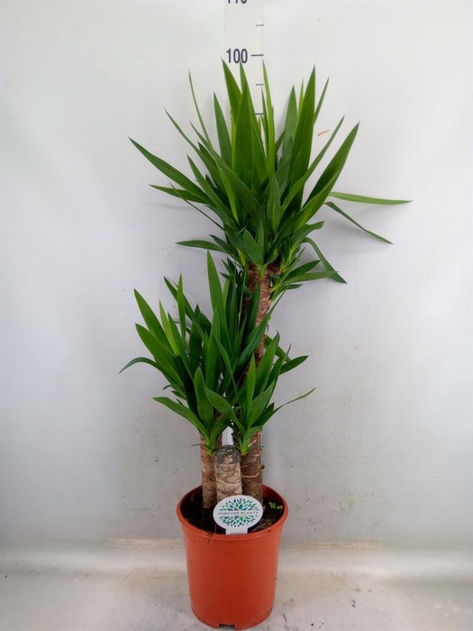 <h4>Yucca   ...</h4>