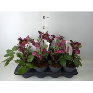 Helleborus  'Fkiss Charmer'