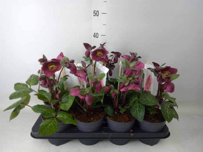 <h4>Helleborus  'Fkiss Charmer'</h4>