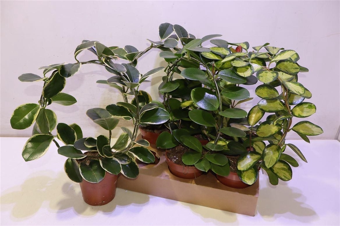 <h4>arr8 Hoya Gem Mirror</h4>