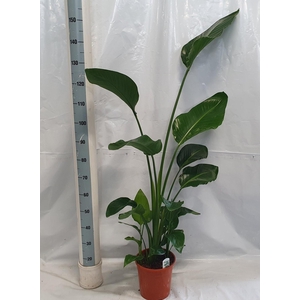 STRELITZIA NICOLAI