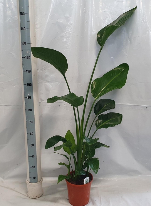 STRELITZIA NICOLAI