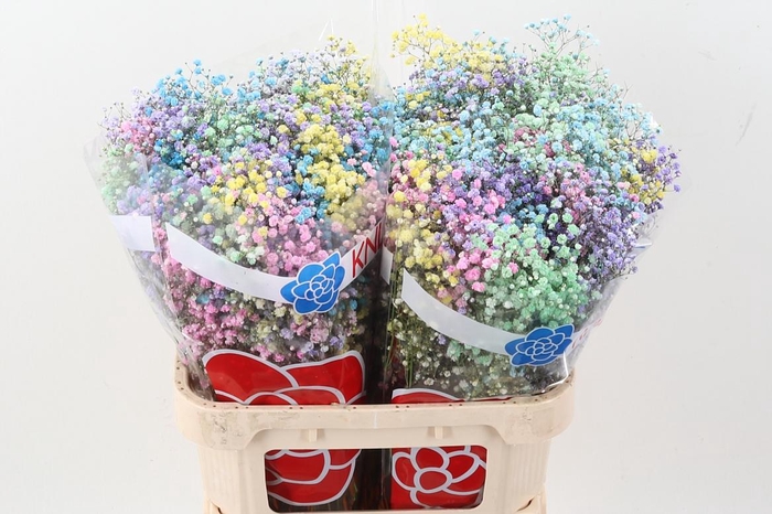 <h4>Gyps Klb H% Pastel</h4>