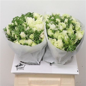 Anem Co Fstar Lavendel