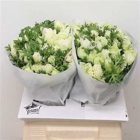 Anem Co Fstar P Whit