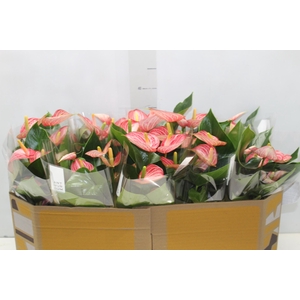ANTHURIUM LIVIUM BRILLANTE P12