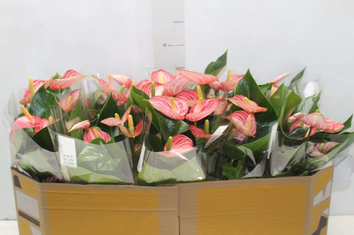 <h4>ANTHURIUM LIVIUM BRILLANTE P12</h4>