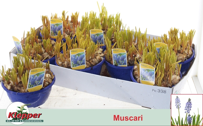 <h4>MUSCAR EARLY BIRD</h4>