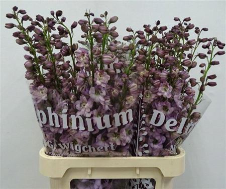 <h4>Delph Du Dewi Funny Smile</h4>