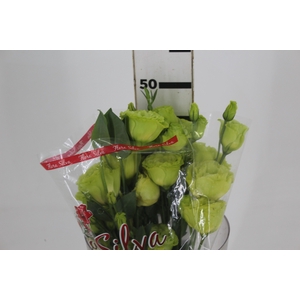 L. MARIACHI GREEN 050 CM MIN 500 GRAMAS VERDE