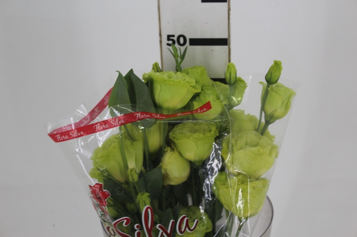 <h4>L. MARIACHI GREEN 050 CM MIN 500 GRAMAS VERDE</h4>