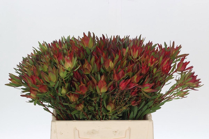 <h4>LEUCAD SAL BLUSH</h4>