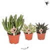 Succulenten overig gemengd Kolibri Greens, Beperkt leverbaar
