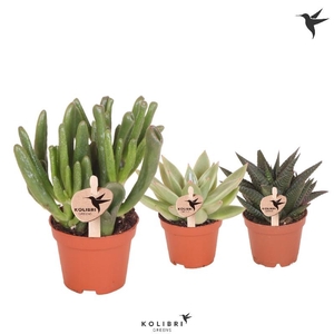 Succulenten overig gemengd Kolibri Greens, Beperkt leverbaar