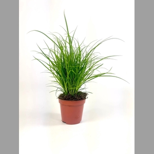 CAREX BRUNNEA
