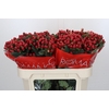 Hypericum True Romance