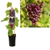 Vitis 'Heike' +3.0 label