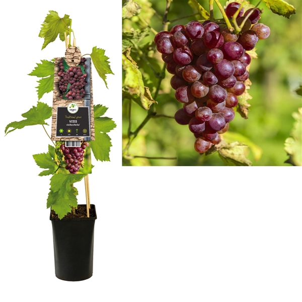 <h4>Vitis 'Heike' +3.0 label</h4>